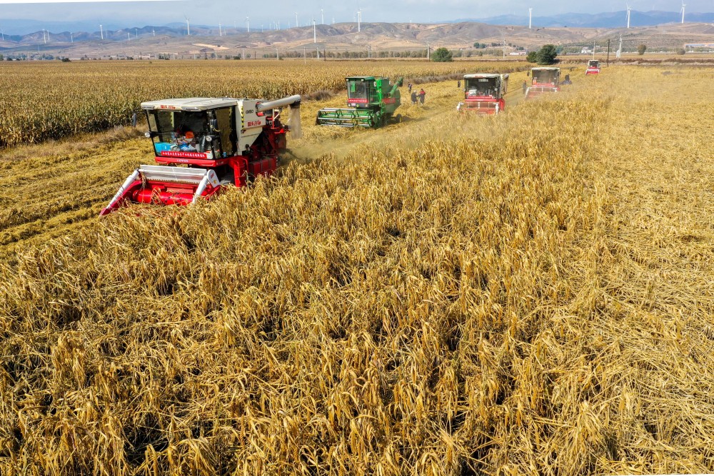 10月13日,山西农业大学教授原向阳(左二)在向合作社工作人员介绍收割