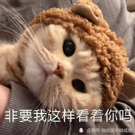 可爱猫猫头表情包非要我这样看着你吗