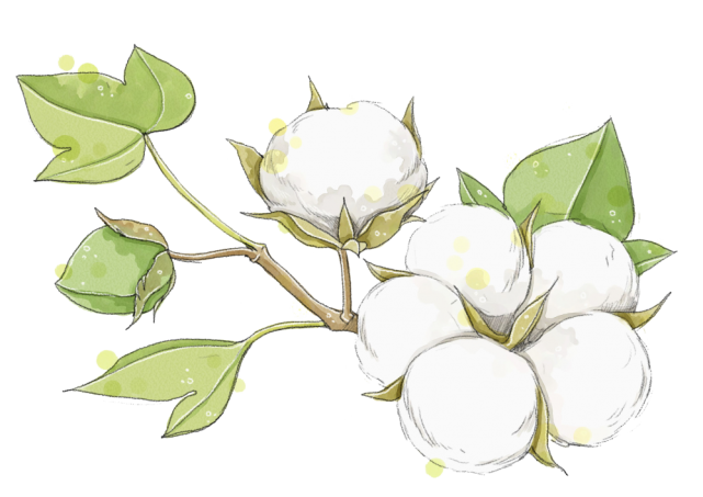 丰收季丨师市7446万亩棉花全面开采