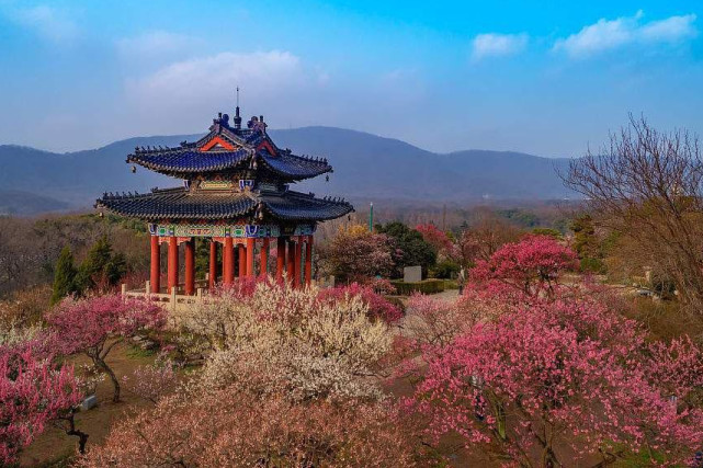 南京旅游新玩法到梅花山景区感受天下第一梅山魅力