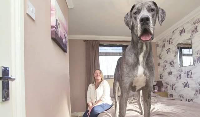 英国有只世界最高的狗身高23米女主人为它拒绝男性追求