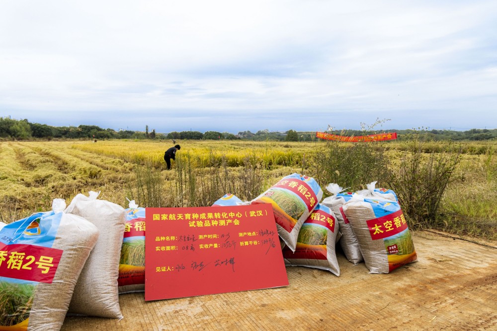 我国首个太空香稻示范基地300亩香稻喜获丰收