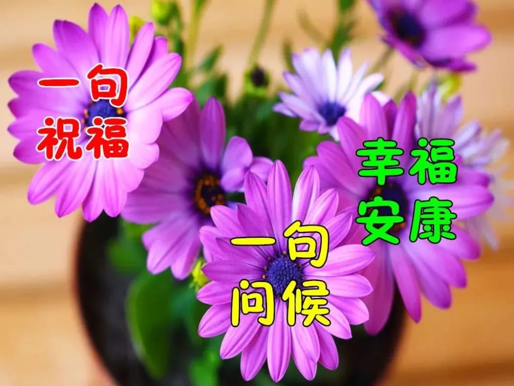 清晨陽光暖心的早安問候句子,朋友圈很好看的鮮花祝福圖片