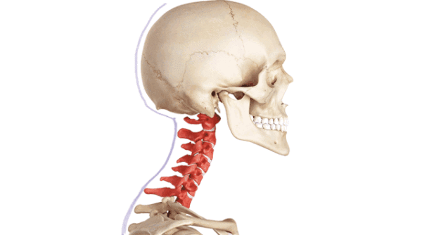第7颈椎棘突位置图图片