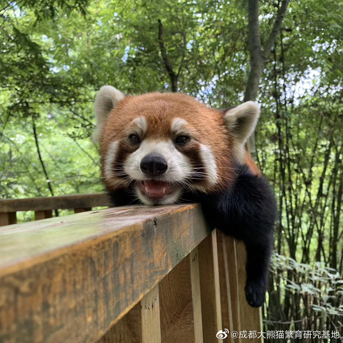 官宣的國家公園可以進入遊玩嗎來成都這些地方看熊貓遇野生松鼠觀鳥