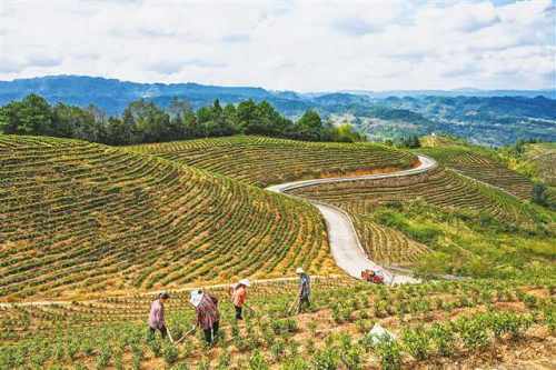10月9日,綦江区东溪镇巩固村安吉白茶种植基地,村民们正在管护茶树.