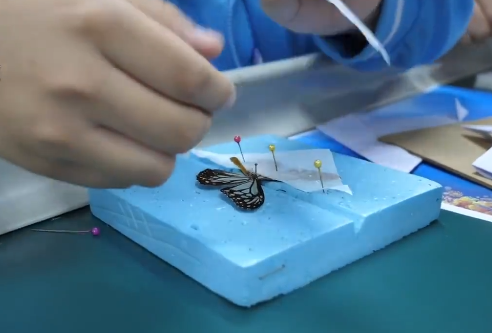 老师"不务正业"带孩子做标本:上100堂课,不如到大自然走一趟