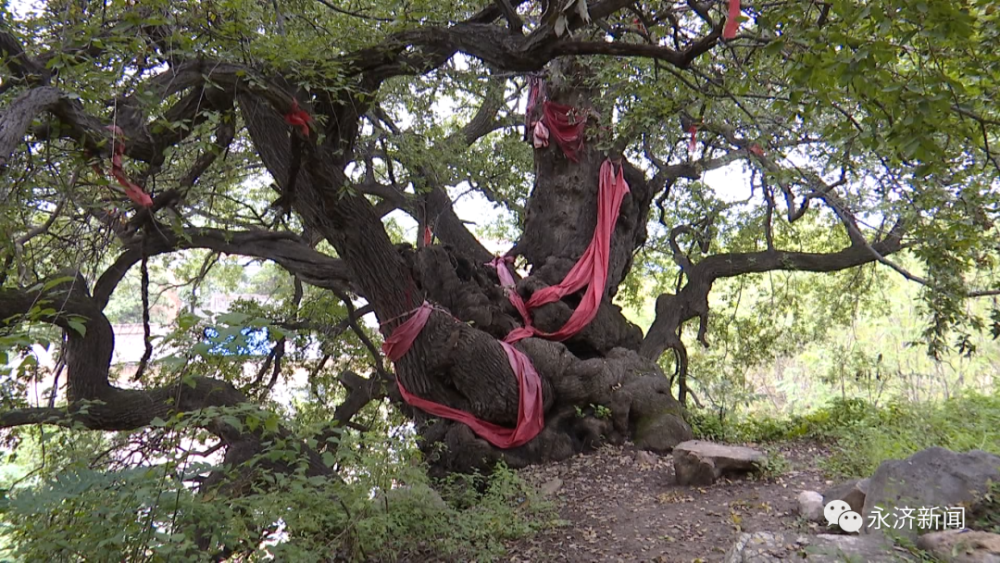 在虞乡镇张家窑村古橡树公园,蒲州镇孟桐家族墓地,韩阳镇伯夷叔齐墓等