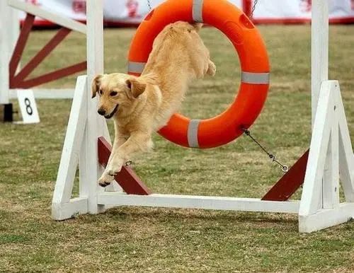 狗狗训练最好的时期是什么时候