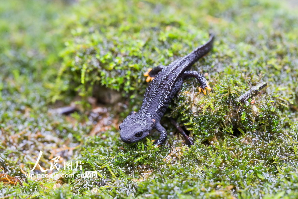 国家一级保护野生动物镇海棘螈放归大自然