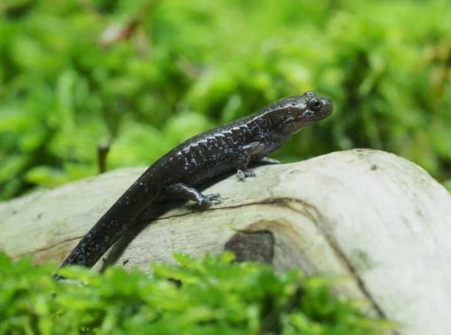 极其稀有!仅此1只,浙江桐庐发现天目臭蛙,全球仅中国2个分布点