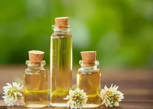 芳疗|精油入门指南(小白必看)