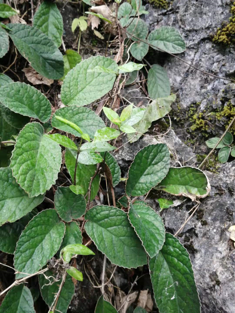 廣西大石山上的石上蓮一斤幾百有何傳奇