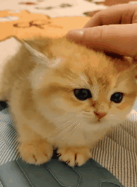 一身伤!|猫咪|铲屎官
