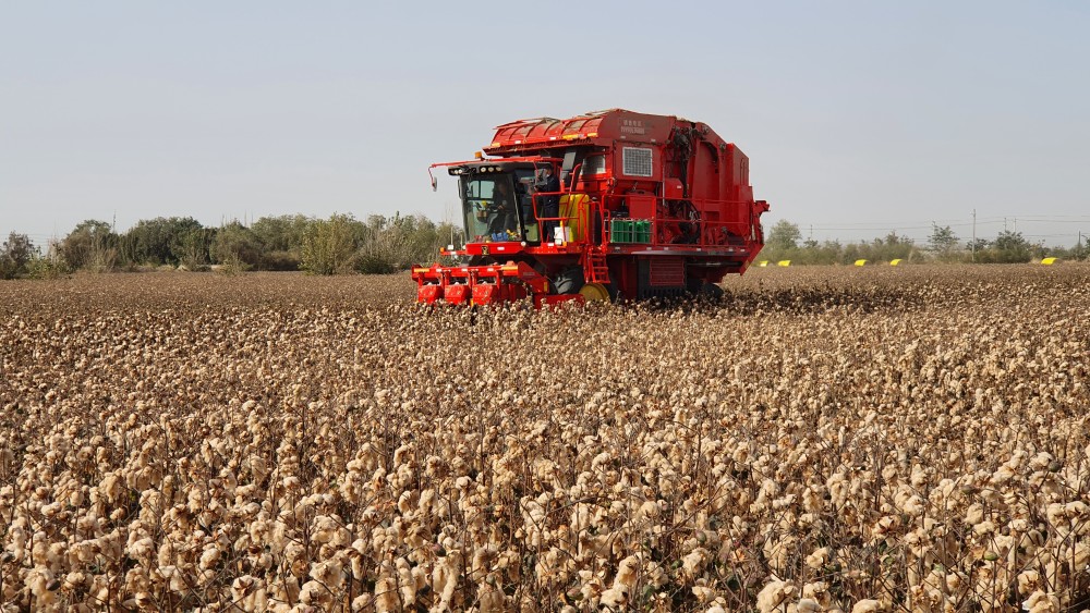 彩色棉花你见过吗?记者带你去棉田一睹为快!