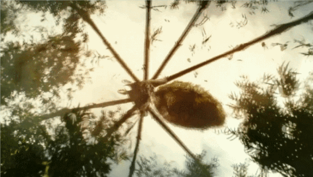 《金刚:骷髅岛》怪物资料 竹林里的可怕猎食者-长腿母怪