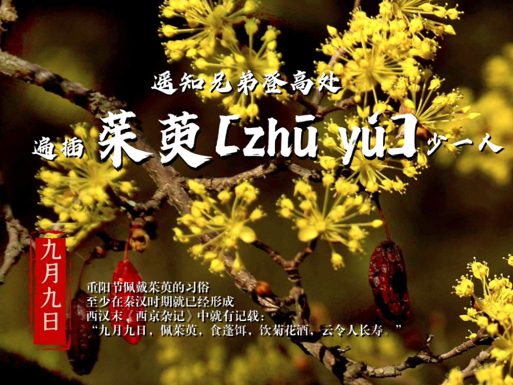 重阳节,为何要"遍插茱萸"?