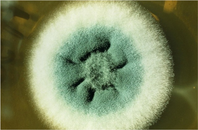 发霉的水果,馒头,别凑上去闻,当心染上霉菌性肺炎