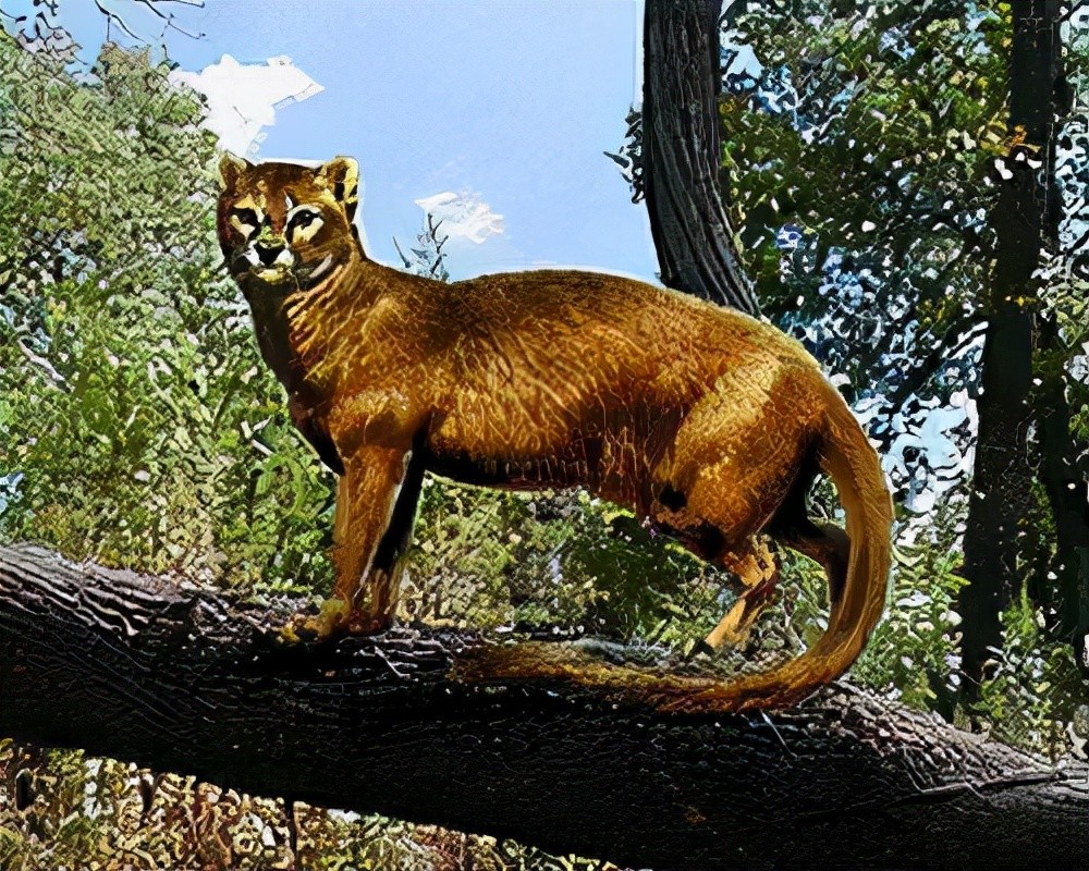 当始猫分化为假猫后,进而出现了三支猫科动物,它们分别是剑齿虎亚科