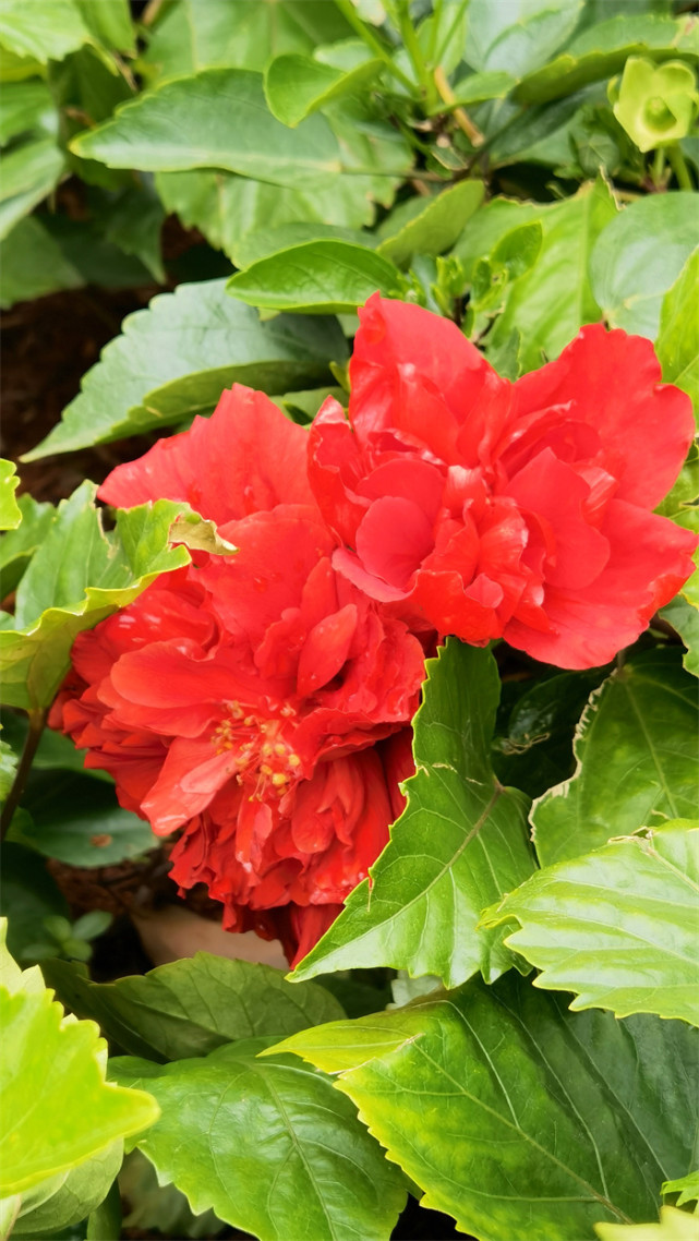 原创春城朱槿艳重阳