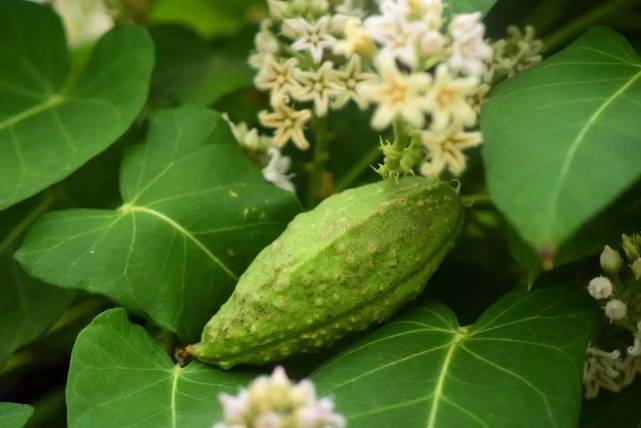 叫芄兰,价值珍贵50元一斤难买到,看见不要错过|罗摩果|罗摩|果实|种子