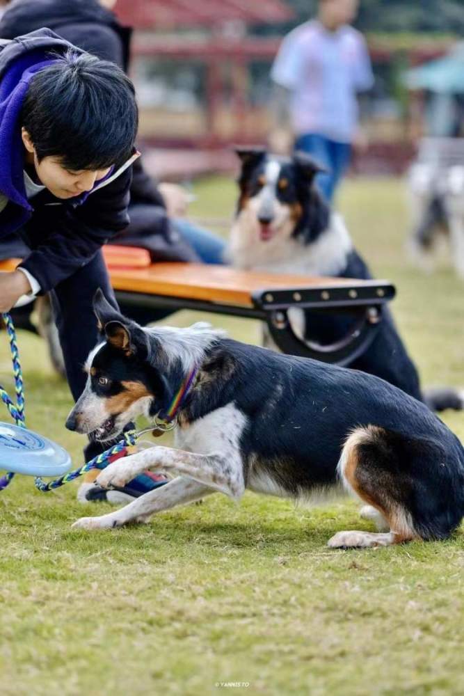 宠物训练师窥见了千姿百态的人宠关系