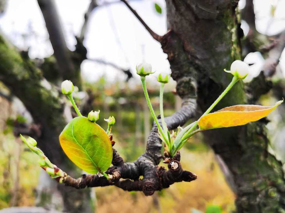 十月梨树开花百岁老人称没见过农技专家或致明年无花无果