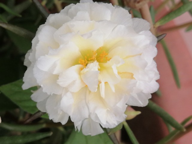 美丽的重瓣太阳花