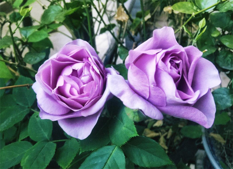 紫色月季花有哪些品种 有30款大合集 总有1朵紫月季会让你爱上 腾讯新闻