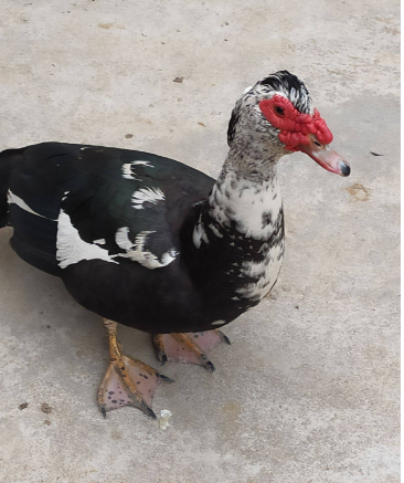 同鸭不同命肉质更鲜美价格更高的番鸭为何却很少人养殖