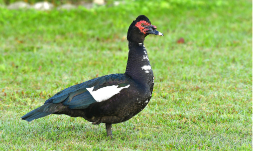 正因为如此,养鸭子的也不少,它一直是农民比较喜爱养殖的一种家禽.