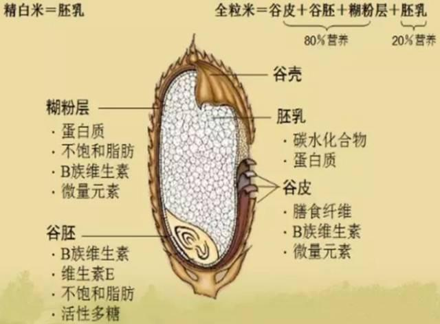 白米 胚芽米 糙米 发芽米有差别吗 吃 米 的学问你知道吗 腾讯新闻