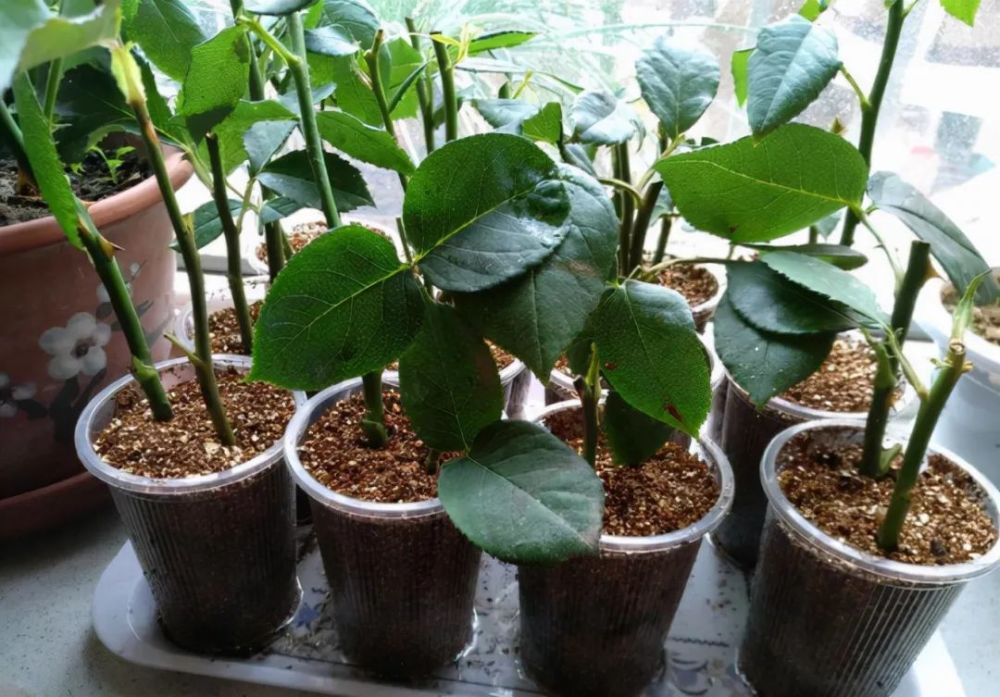 月季扦插最简单方法(自制生根剂的8种方法)