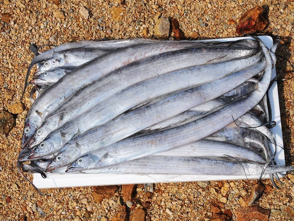 肉质更紧致细腻,味道鲜美腥味小,其中舟山带鱼和大连带鱼比较有名