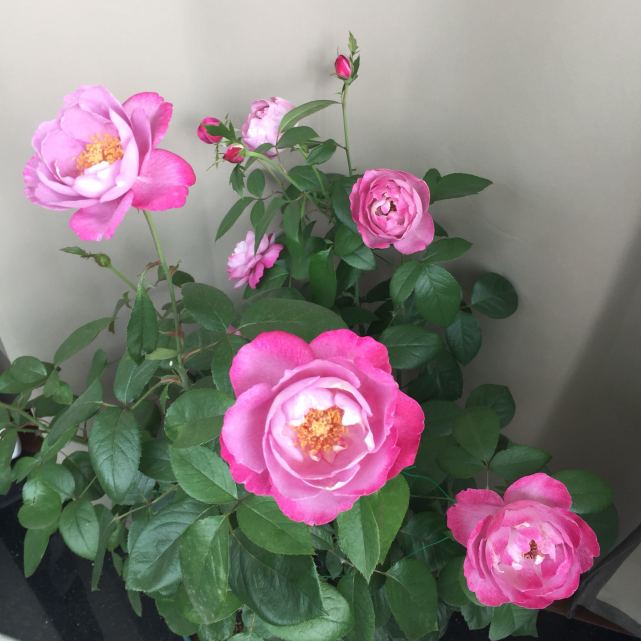 以香闻名的月季—羊脂香水,花美如芍药,花香飘满屋,四季能开花