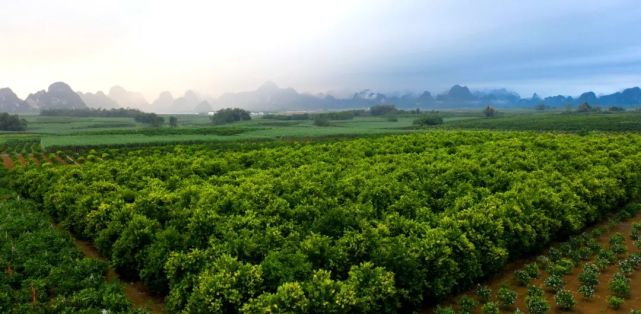 澳洲坚果种植基地当然,要实现种植面积100万亩以上的目标并非易事