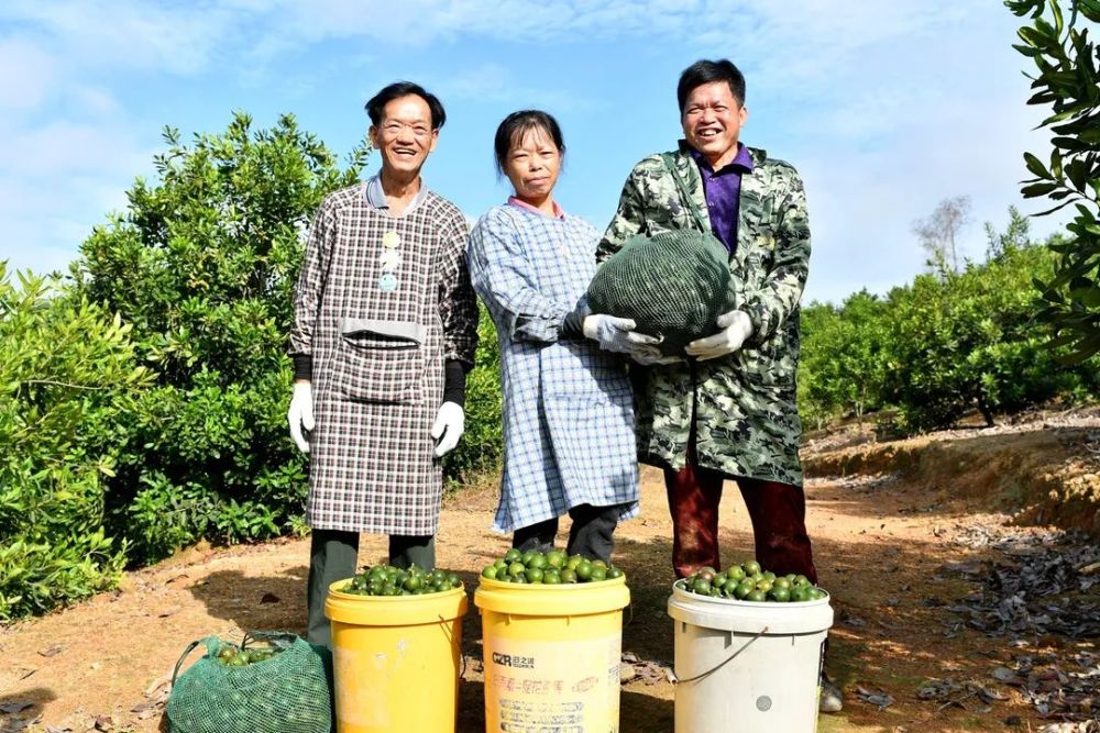 从政策扶持,技术支持,多种模式发展等方面,大力推进澳洲坚果种植,已