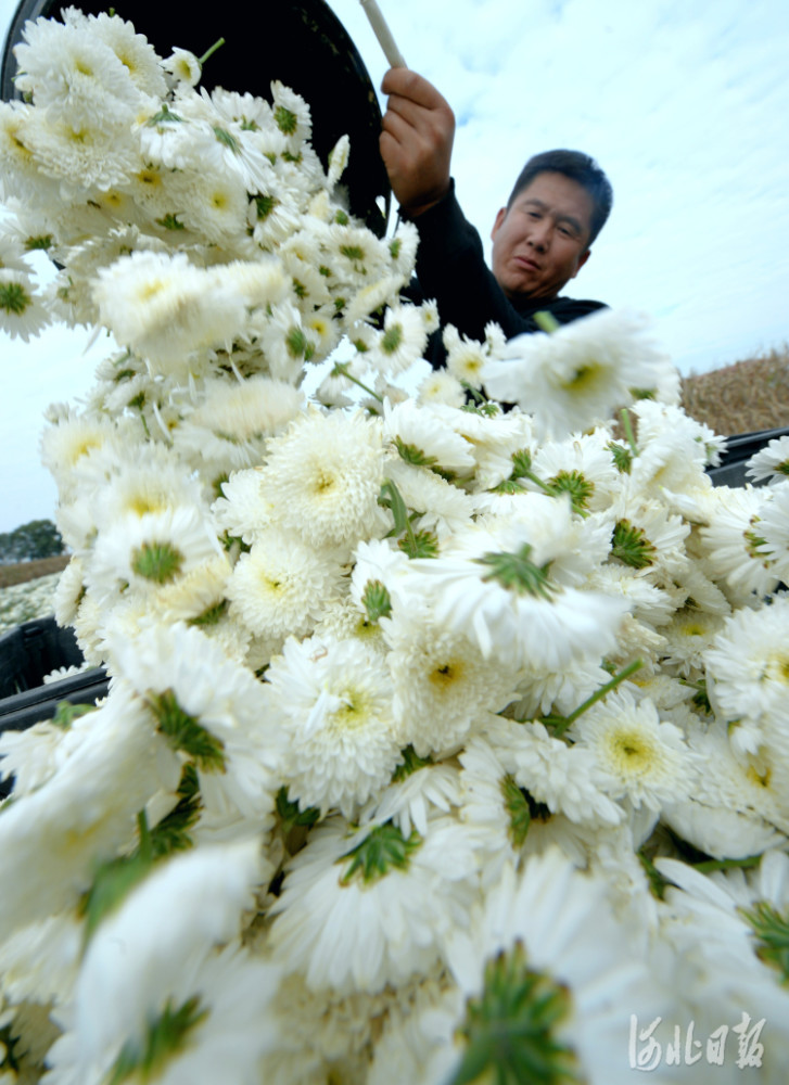 河北平乡 种植杭白菊满地 致富花 扶贫