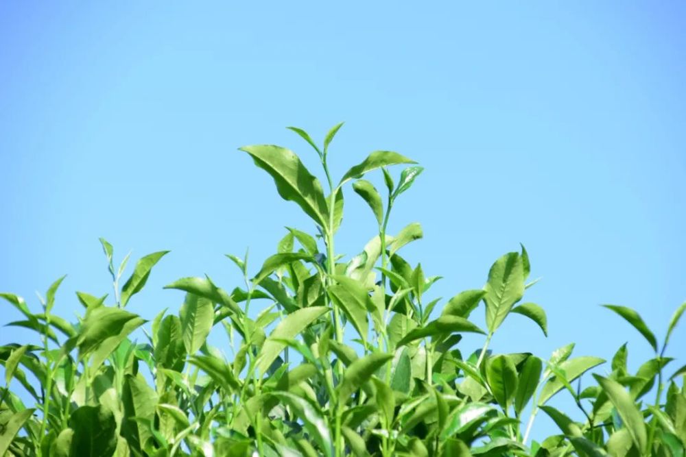 乌叶单丛—2021年广东省农业主导品种