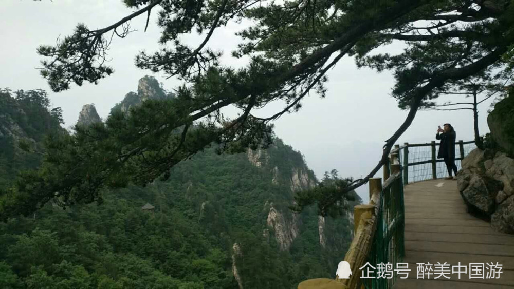 遊覽老界嶺景區峰巒疊嶂植被繁茂古松蒼鬱休閒遊玩勝地