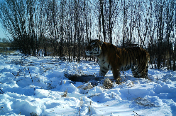 资料显示,东北虎豹国家公园横跨吉林,黑龙江两省,规划面积14065平方