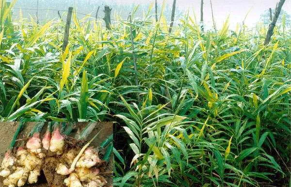 生薑的種植技術和病蟲害防治生薑的種植技術和病蟲害防治視頻