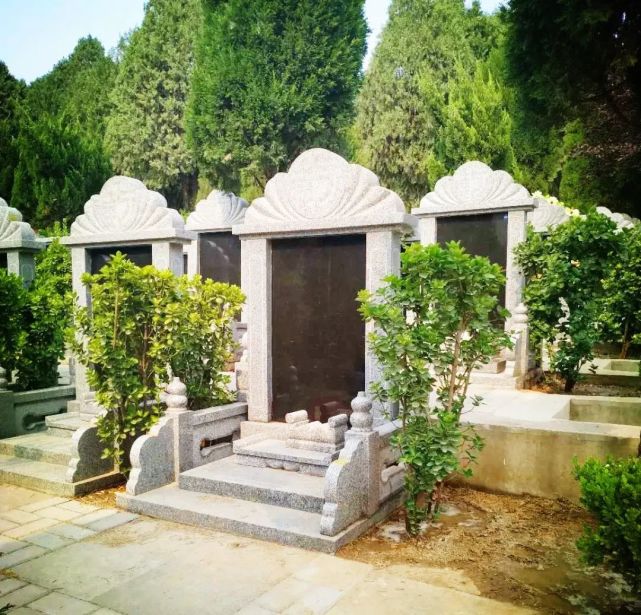 柏树的风水禁忌(柏树的风水禁忌门前能不能裁扁柏树)