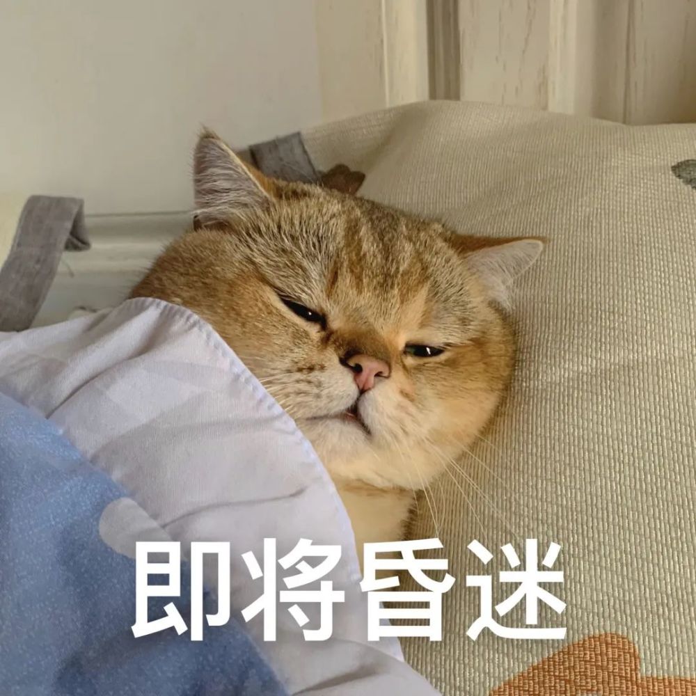 猫咪表情包别看我我只是一只可爱的小猫咪