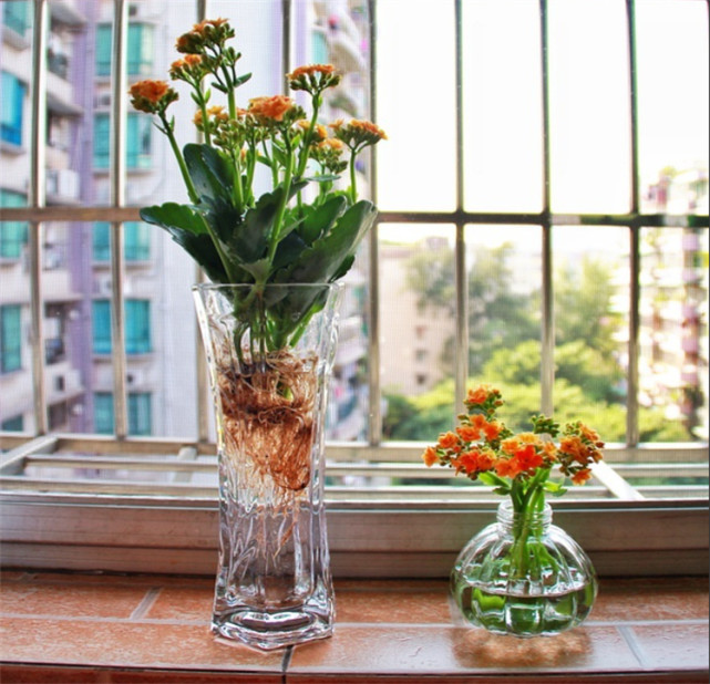 长寿花水培怎么养保持4个好习惯也能够开出满头繁花