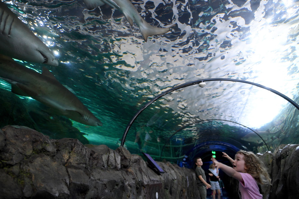 外代二线悉尼水族馆重新开放2
