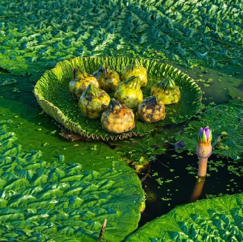 鸡头苞就藏在这些叶子底下连片的绿叶平铺在水面上放眼望去迎来丰收季