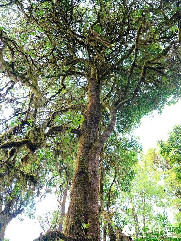 云南昌宁发现大面积野生桂花古树群落 部分树龄已超千年