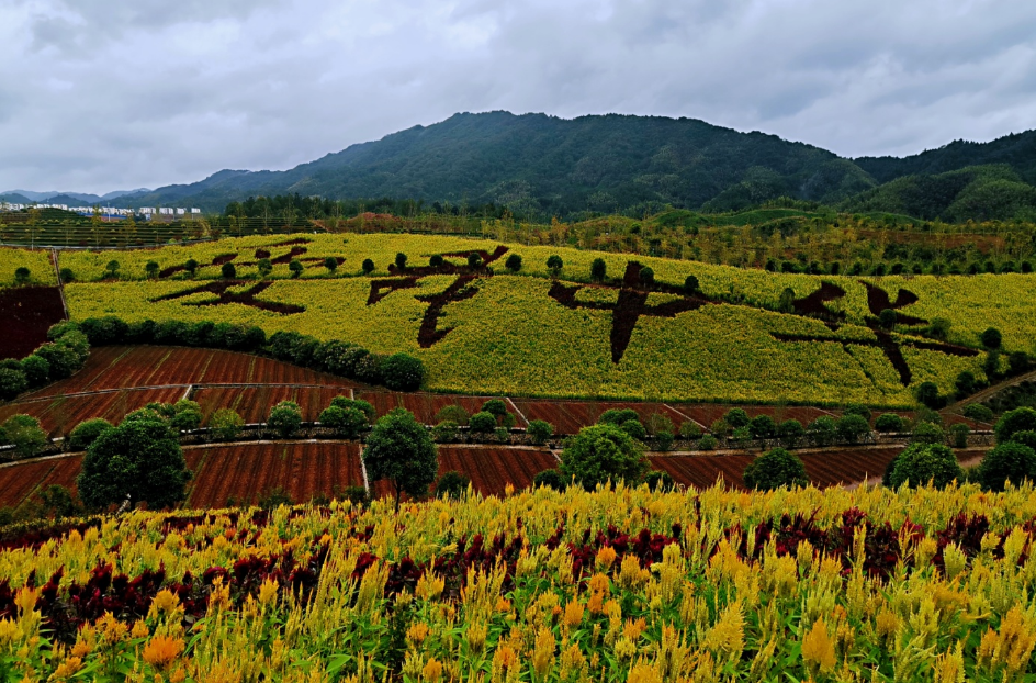十月的安化茶乡花海_腾讯新闻