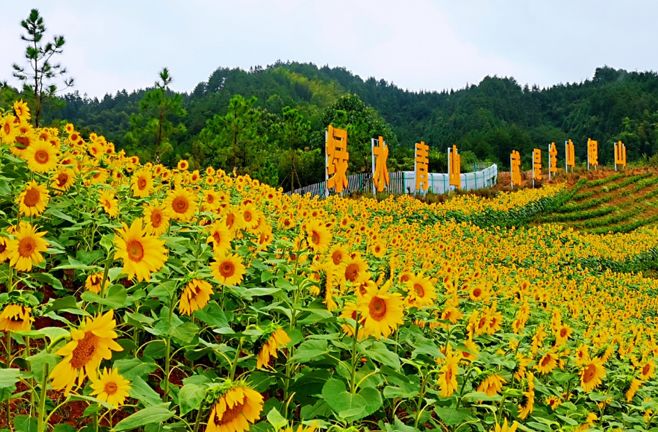 茶乡花海图片